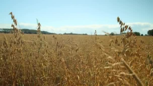 Field Crops Καλοκαιρινά Σύννεφα Ανέμου Ultra Uhd — Αρχείο Βίντεο