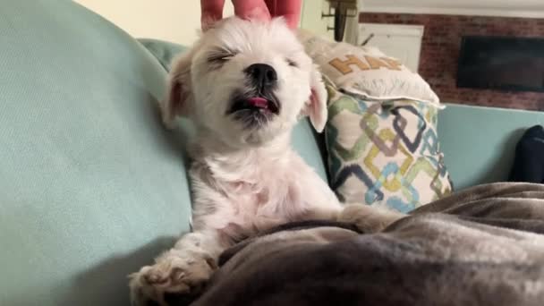 白种人的一只小狗狗抱在舒适的沙发上 — 图库视频影像