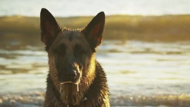 Wet Γερμανικός Ποιμενικός Σκύλος Στην Παραλία Κοιτάζοντας Κατ Ευθείαν Στην — Αρχείο Βίντεο