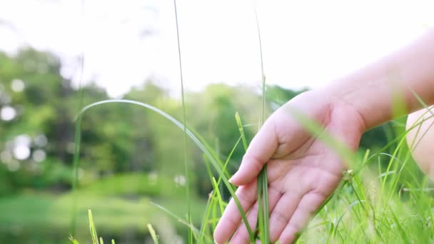 Close Woman Hand Touching Green Grass Field Background Grass Lawn — ストック動画