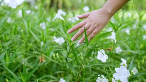 Close Caucasian Woman Stroking Her Fingers Tropical Green Leaf Surface — Vídeo de Stock