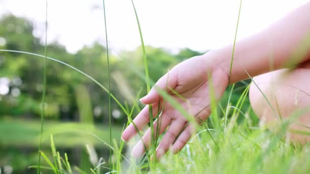 Close Donna Mano Toccando Erba Verde Campo Sfondo Erba Sul — Video Stock