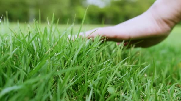 Close Woman Hand Touching Green Grass Field Background Grass Lawn — ストック動画