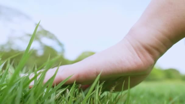 Close Woman Hand Touching Green Grass Field Background Grass Lawn — ストック動画