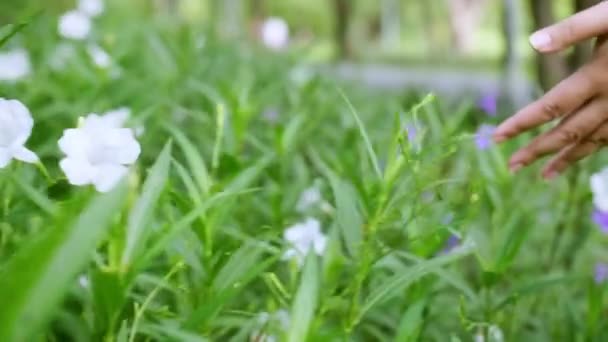 Close Caucasian Woman Stroking Her Fingers Tropical Green Leaf Surface — Vídeo de Stock