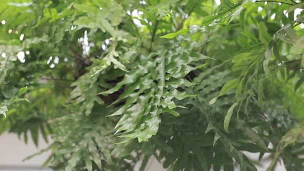 Hermosas Plantas Verdes Jardín Casa — Vídeos de Stock