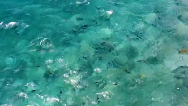 Aerial Drone View Marine Life Large Number Trigger Fish Turquoise — Stock Video