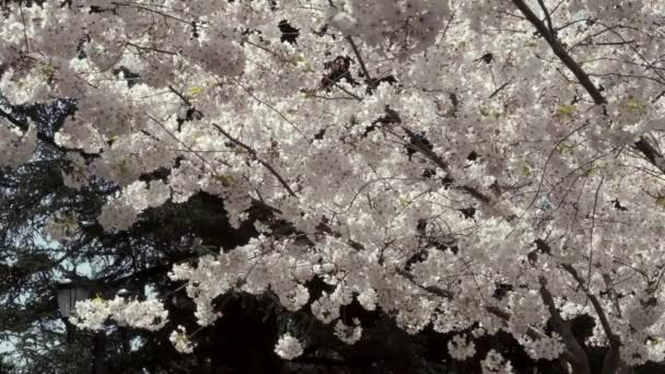 Tiro Médio Flores Cerejeira Câmera Lenta Meio Caminho Através Uma — Vídeo de Stock