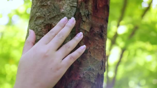 Mão Feminina Tocando Tronco Árvore Casca Floresta Salve Sustentabilidade Planeta — Vídeo de Stock