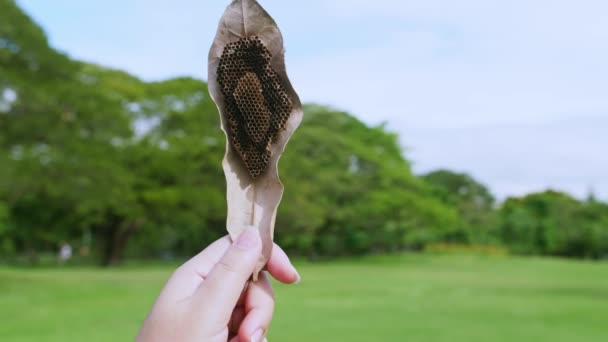 Hand Holding Abandoned Dried Hornet Nest Autumn Leaves Green Park — Video