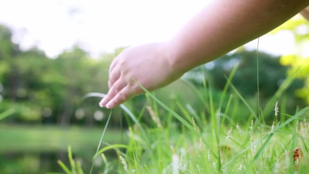 Close Woman Hand Touching Green Grass Field Background Grass Lawn — Vídeo de Stock