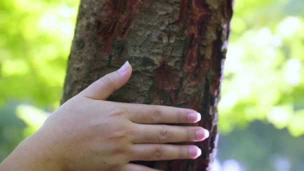 Γυναικείο Χέρι Αγγίζει Κορμό Δέντρου Στο Δάσος Σώστε Την Αειφορία — Αρχείο Βίντεο