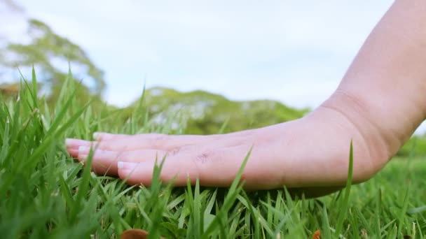 Close Woman Hand Touching Green Grass Field Background Grass Lawn — Stock Video