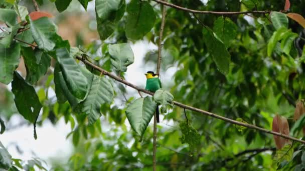 Perched Diagonal Branch Looks Forward Moving Its Head Long Tailed — Wideo stockowe