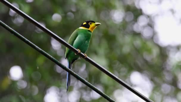 Seen Turning Wag Its Tail Alarmed Something Long Tailed Broadbill — Vídeo de Stock