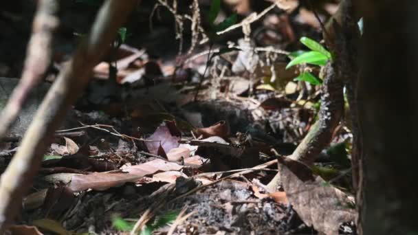 Moving Its Wings While Resting Ground Common Archduke Lexias Pardalis — Vídeo de Stock