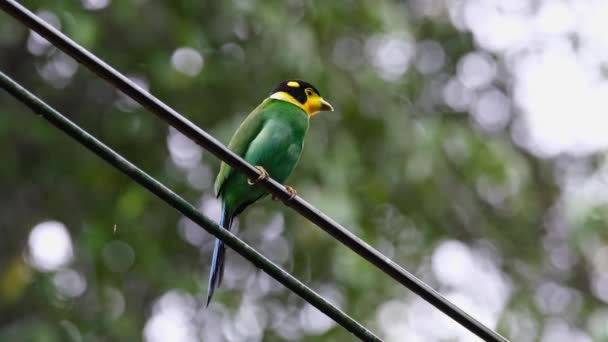 Perched Wire While Looking Its Left Side Long Tailed Broadbill — Vídeo de Stock