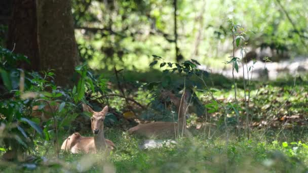 Resting Ground Watching Eld Deer Rucervus Eldii Huai Kha Kaeng — Vídeo de Stock