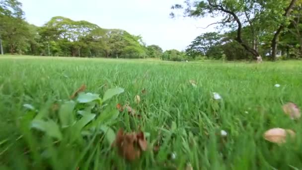 在绿草上拍摄的低角度相机在风中飘扬 慢动作 — 图库视频影像