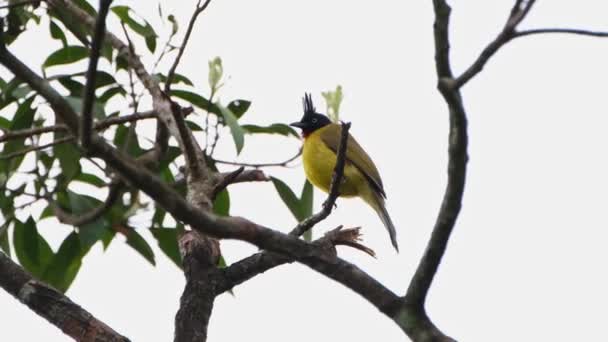 Perched Small Branch Looks Windy Day Black Crested Bulbul Rubigula — Stock Video