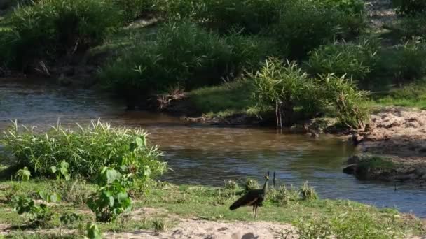 Pícniny u potoka na otevřených pastvinách, Green Peafowl Pavo muticus, Thajsko.