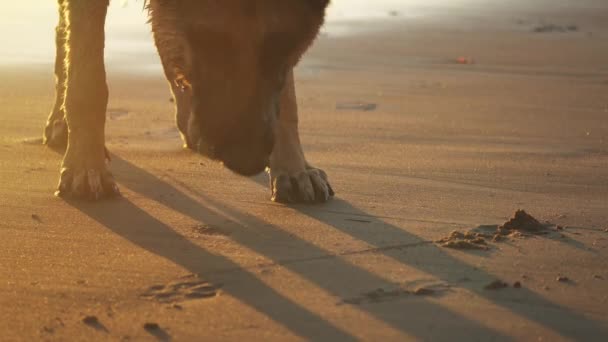 德国牧羊犬在沙滩上玩球 夕阳西下 — 图库视频影像