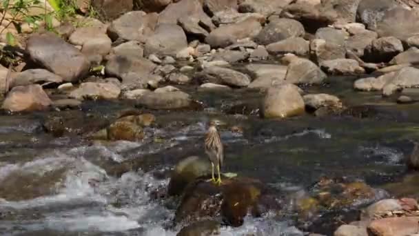 Top Rock Looking Chance Meal Stream Chinese Pond Heron Ardeola — Stok video