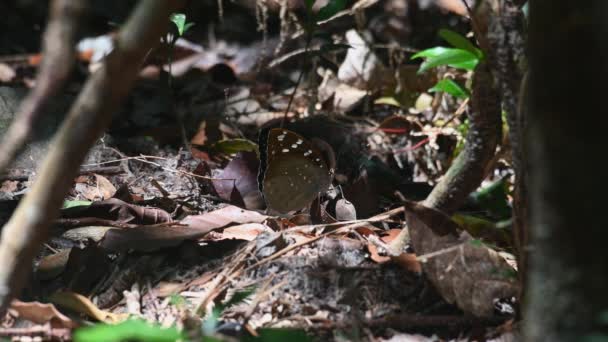 Seen Its Wings Closed Forest Ground Common Archduke Lexias Pardalis — 비디오