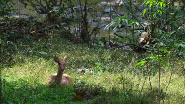 Patak Melletti Füvön Eld Deer Rucervus Eldii Huai Kha Kaeng — Stock videók