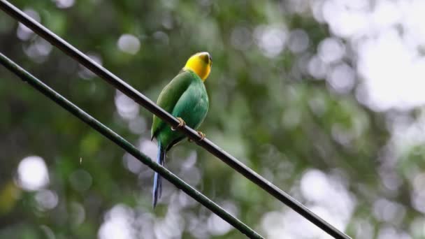 Perched Electric Wire Preens Itself Scratches Long Tailed Broadbill Psarisomus — Vídeo de Stock