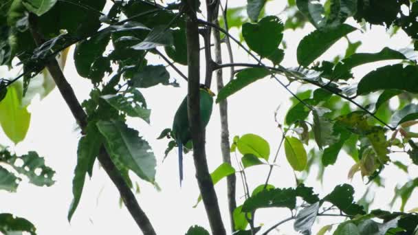 Wagging Its Tail While Hiding Branch Long Tailed Broadbill Psarisomus — Vídeo de Stock