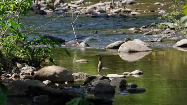 Seen Some Shade Forest While Perched Rock Stream Chinese Pond — Stok video