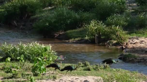 Cuatro Individuos Forrajeando Arroyo Durante Una Tarde Caliente Green Peafowl — Vídeos de Stock
