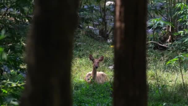 Gezien Door Twee Bomen Als Camera Uitzoomt Eld Deer Rucervus — Stockvideo