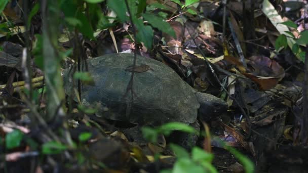 Resting Forest Ground Mushroom Meal Looks Asian Forest Tortoise Manouria — Stockvideo