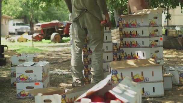 Tomate Pegar Trabalho Sazonal Fazenda Agrícola Trabalhadores Qualificados Encher Caixa — Vídeo de Stock