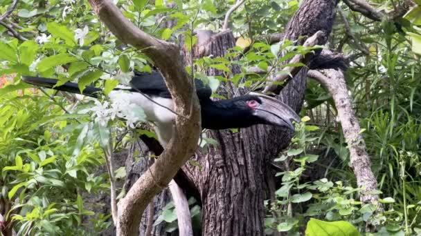 Close Shot Trumpeter Hornbill Bycanistes Bucinator Large Distinctive Beak Perched — Stockvideo