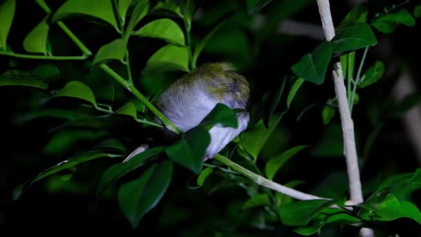 Korzenie Nocy Głową Ukrytą Pod Lewym Skrzydłem Common Tailorbird Orthotomus — Wideo stockowe