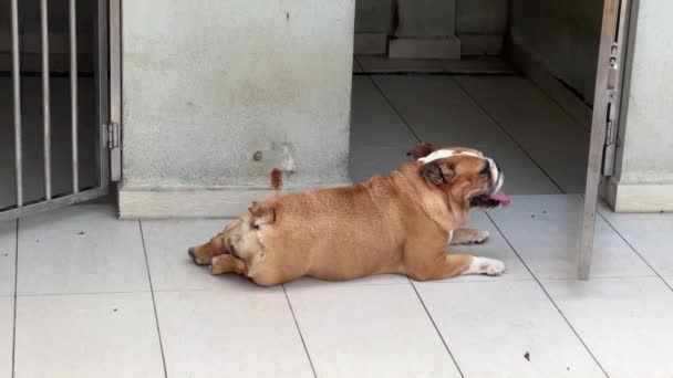 Lindo Bulldog Inglés Tendido Suelo Holgazaneando Repente Pie Mirando Cámara — Vídeo de stock