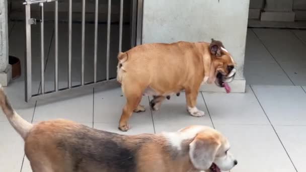 Doggy Lifestyle Shot English Bulldog Stretching Back Old Beagle Wondering — Stockvideo