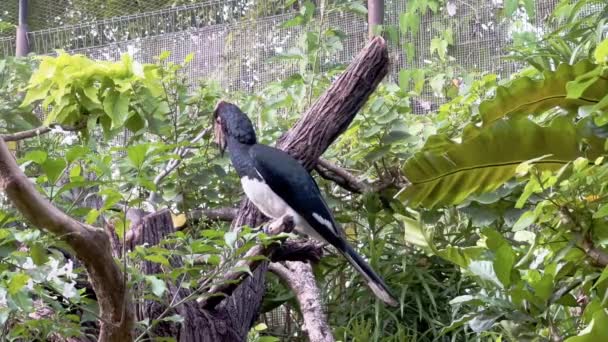 Trompetçi Boynuz Gagası Ağaç Gövdesine Tünemiş Teneke Kutular Singapur Safari — Stok video