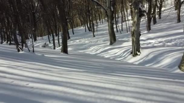 Lesní Strom Sluneční Svit Chůze Směrem Čerstvému Sněhu Pokryté Bílé — Stock video