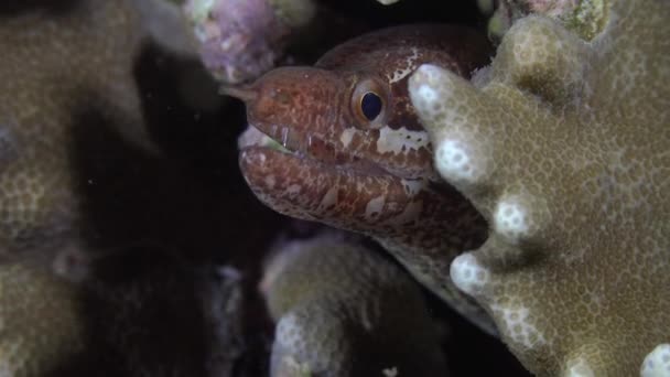 Barred Moray Eel Close Corals Coral Reef Night — Stockvideo