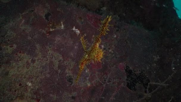 Yellow Ornate Ghost Pipefish Ship Wreck Tropical Waters — Video Stock