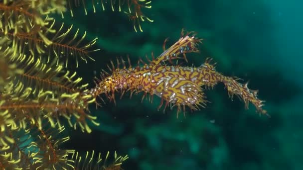 Kuning Ornamen Hantu Pipefish Menutup Depan Bintang Bulu — Stok Video