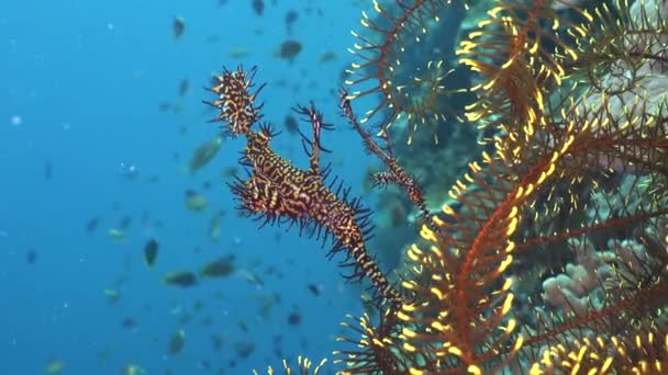 Two Harlequin Ghost Pipefish Feather Star Blue Ocean Background — Stock videók
