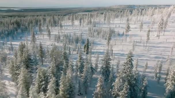 Solljus Genom Vinterskogen Solnedgången Rovaniemi Finland Flygdrönare Skjuten — Stockvideo
