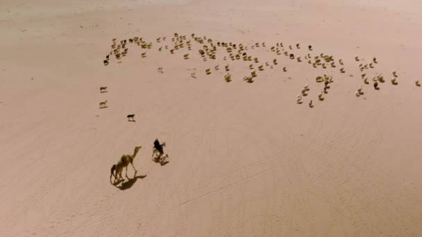 Letecký Pohled Nomáda Beduínského Ovčáka Ovcemi Velbloudy Přes Poušť Wadi — Stock video