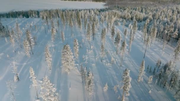 Vista Forest Deep Snow Sunset Rovaniemi Finland Aerial Drone Shot — 비디오