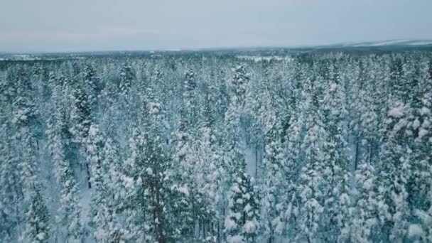 フィンランドのラップランドでは 雪に覆われた森が悲観的な空に向かっています 空中ドローン — ストック動画